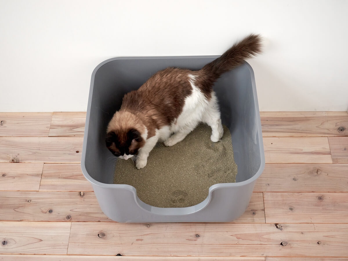 正方形の大型猫専用猫トイレ「TALL WALL BOX スクエア」使用イメージ