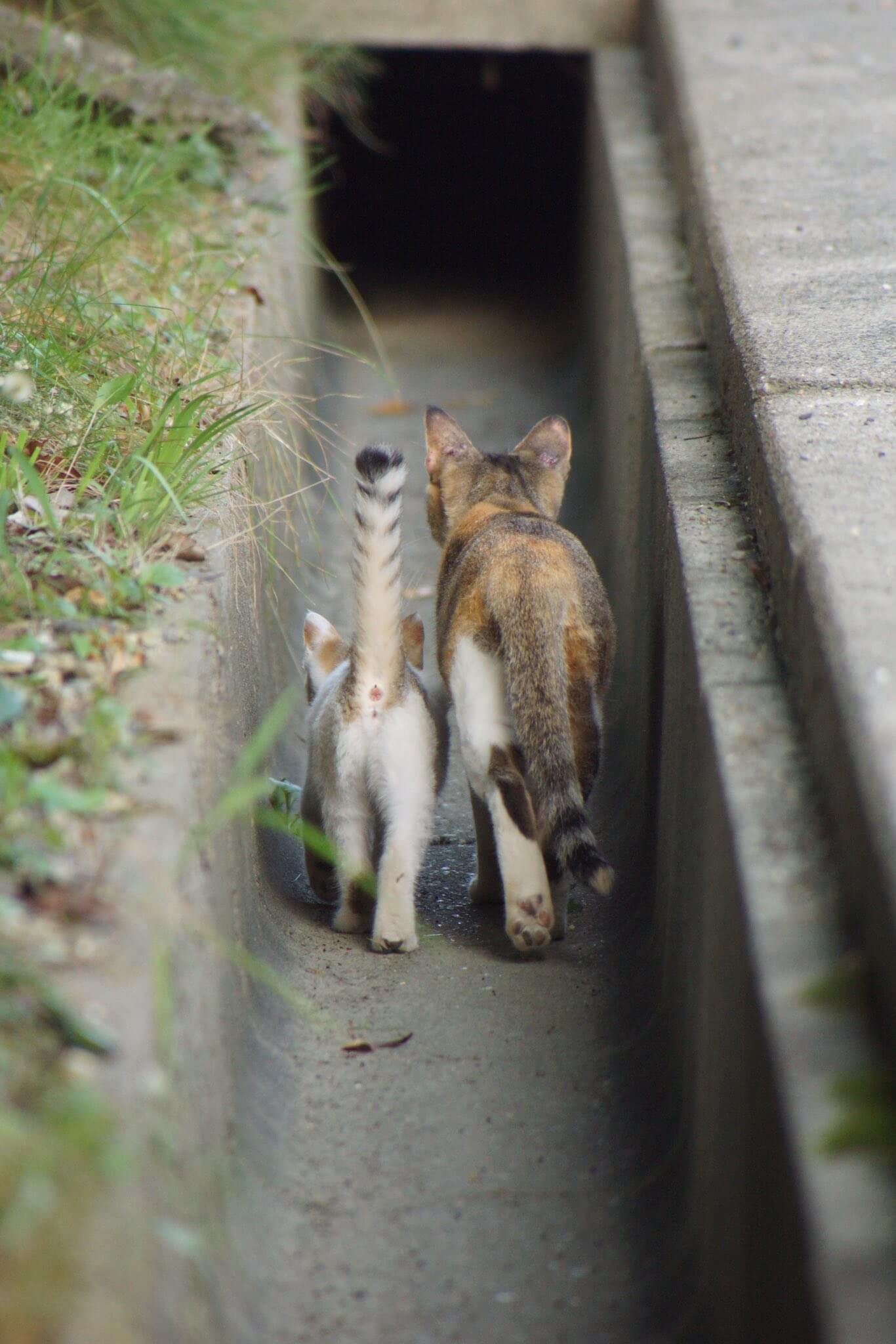 Twitterで大きな注目を集めた側溝を歩く親子猫の写真