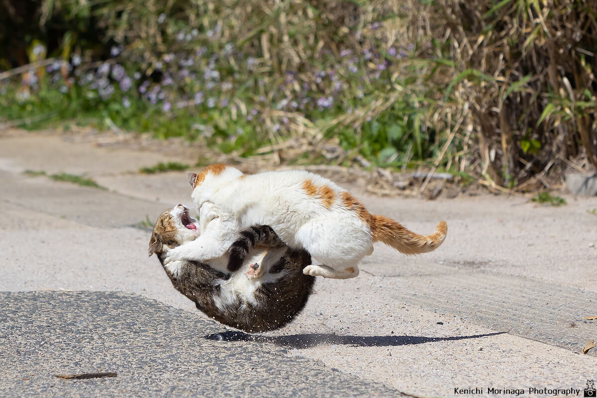 猫同士の取っ組み合いの喧嘩を高速シャッターで撮影した写真 by 森永健一