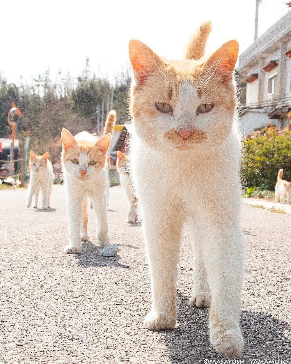 分身の術を使ったように見える猫の集団 by 山本正義