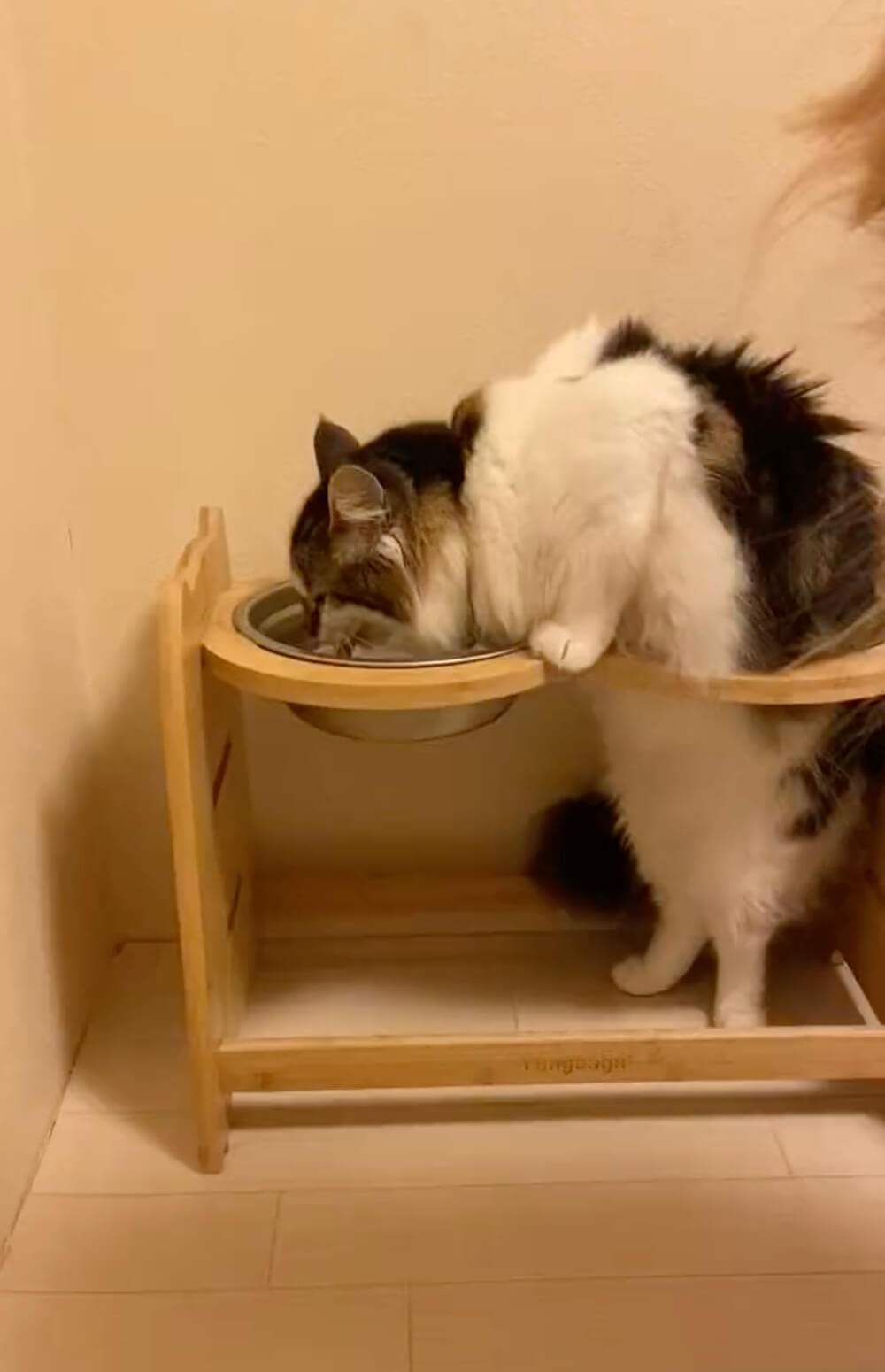 犬用の水飲みスタンドで水を飲む猫の写真