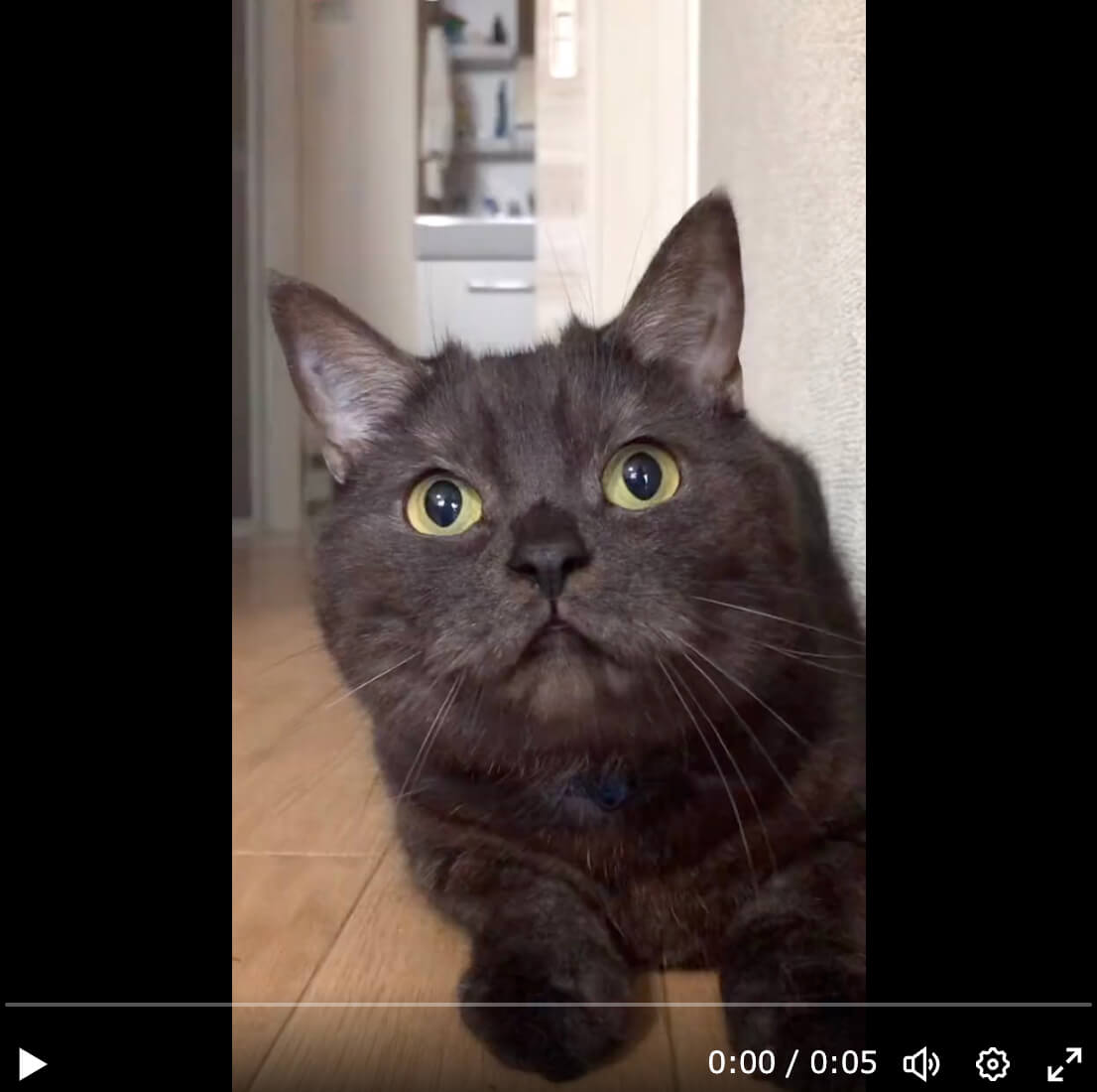 獲物を見上げる猫の動画スクリーンショット