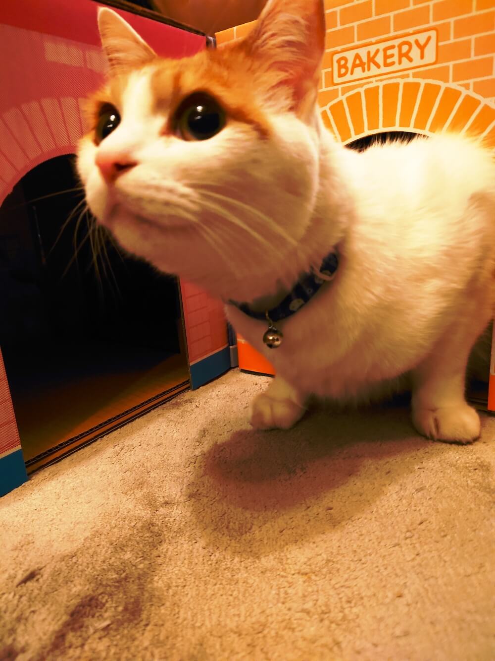 「にゃんこトンネルシェルター」から出てくる猫のイメージ