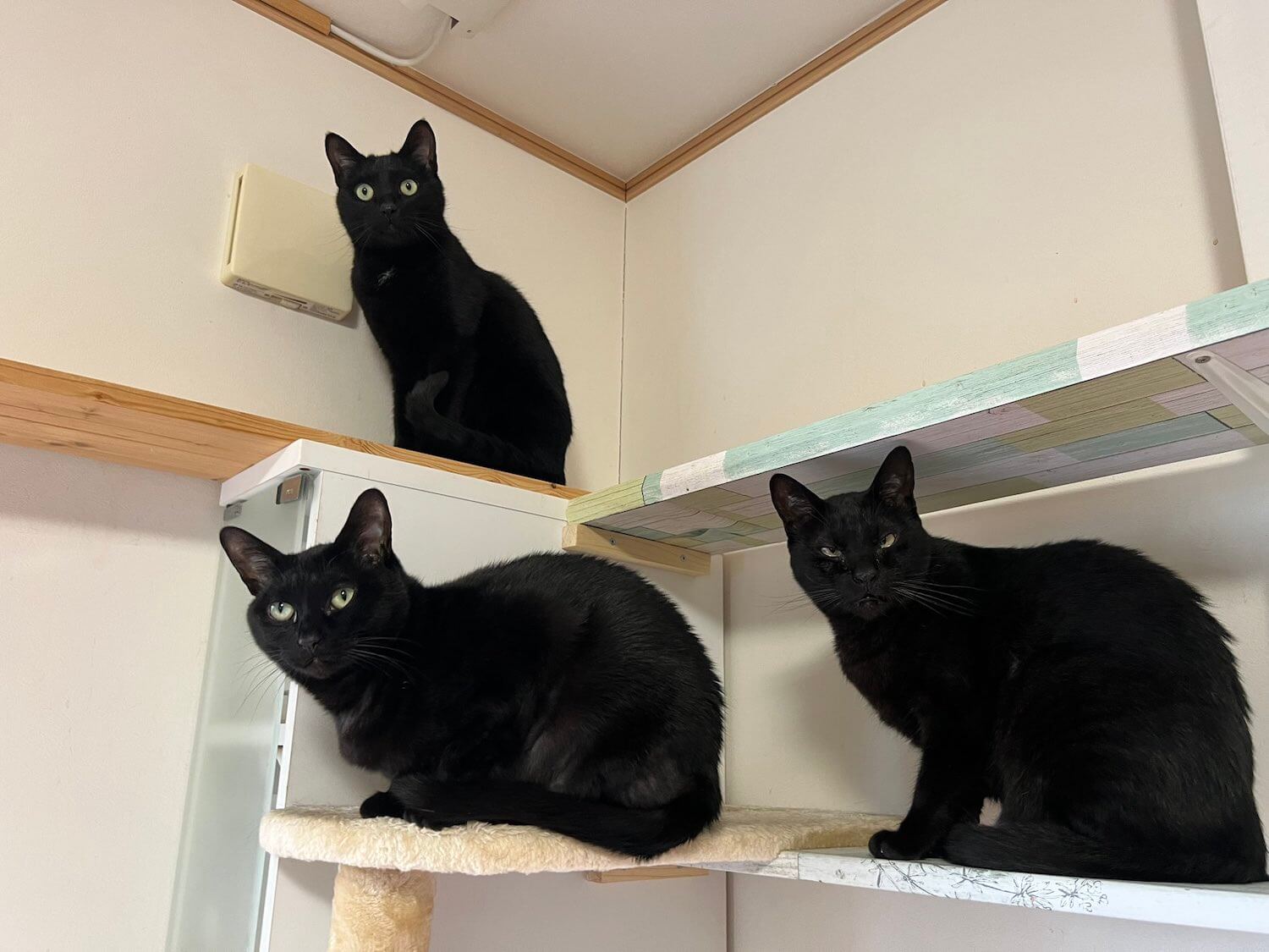 ほたりん☆黒猫戦隊の母さんが飼っている黒猫たち