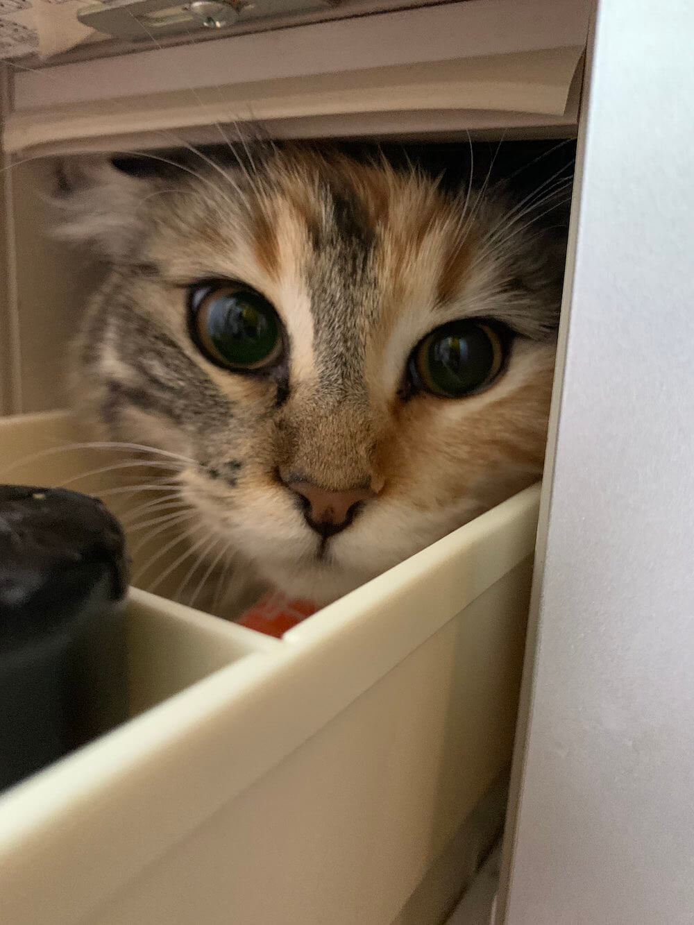 調味料の収納棚に隠れているのが見つかった猫の写真