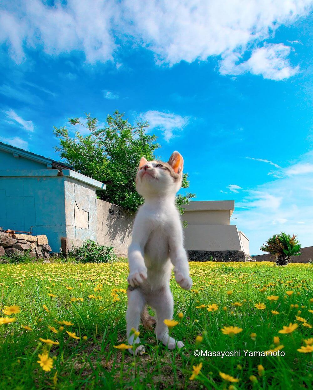 青空と野原を背景に立ち上がる猫（立ち猫）を捉えた写真 by 山本正義