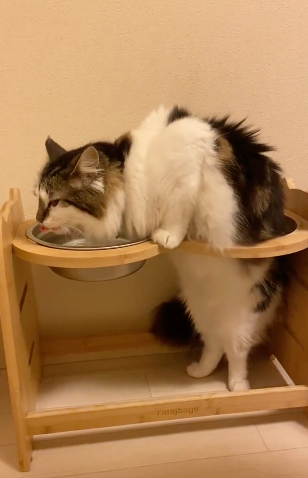穴をくぐり変わった姿勢で水を飲む猫