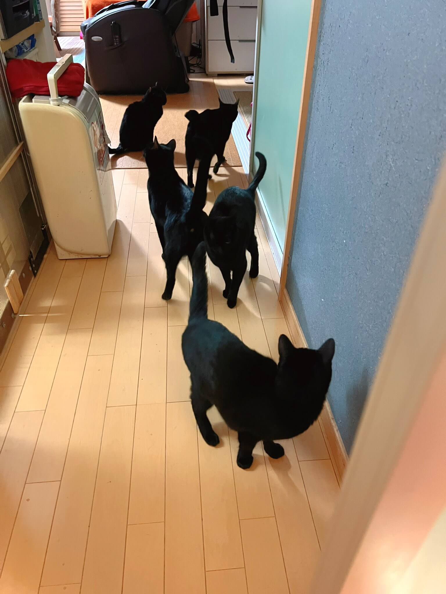 6匹の黒猫と暮らす日常風景