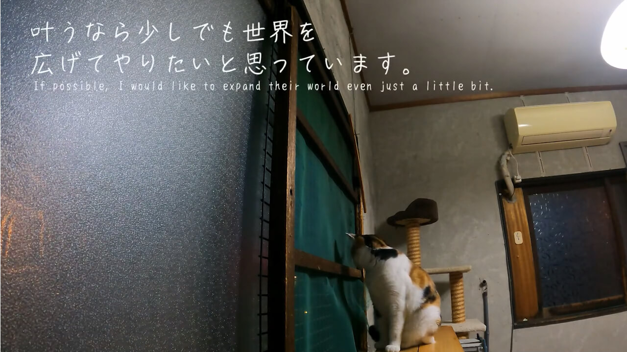 感動のストーリー：FIVキャリアの猫たちが倉庫の小さな部屋で生活する日々