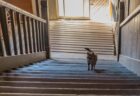 廃校の階段を歩いていると…猫が追いかけてきた→90年前に建てられたレトロな木造校舎で暮らしている校長猫さんだった