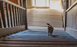 廃校の階段を歩いていると…猫が追いかけてきた→90年前に建てられたレトロな木造校舎で暮らしている校長猫さんだった