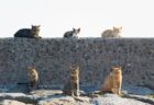 【等間隔ねこ】こんな並び方をした猫見たことある？写真家がとある島で6匹の猫に遭遇→二度と見られない奇跡の瞬間だった