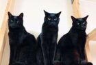 【ニャルベロス】3つの頭をもつ猫の姿がギリシャ神話に登場しそうな存在感→可愛さを隠しきれない黒猫の3兄弟だった