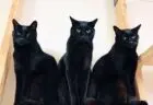 【ニャルベロス】3つの頭をもつ猫の姿がギリシャ神話に登場しそうな存在感→可愛さを隠しきれない黒猫の3兄弟だった