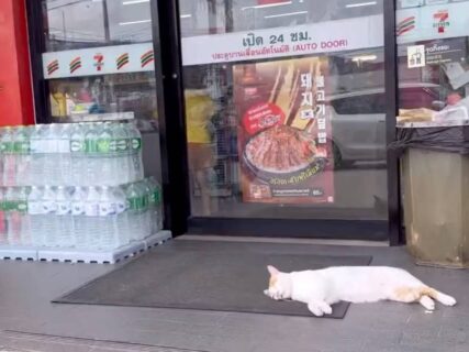 タイのコンビニで…猫が落ちてた！お客さんは猫を避けて通行＆パトロール中の警官も記念撮影→猫にやさしい微笑みの国だった