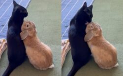 【種を超えた愛情か】大好きな猫に毛づくろいされてるウサギが嬉しそう→2匹の同居猫を手玉にとるやり手のウサギさんだった