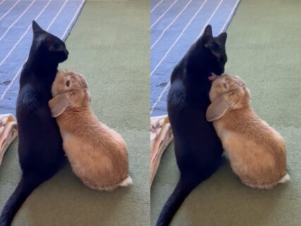 【種を超えた愛情か】大好きな猫に毛づくろいされてるウサギが嬉しそう→2匹の同居猫を手玉にとるやり手のウサギさんだった