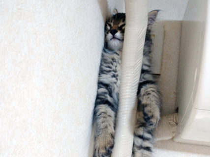 こんなの見たらビビるわ！エアコンの配管に挟まっている猫を発見→降りられないのかと思いきや…気持ちよく寝ている大胆な猫ちゃんだった