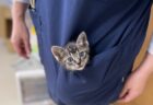 ポケットにすっぽり収まった子猫の写真が話題に！ある動物病院が撮影→理由を聞いてみると…今の時期ならではの恒例行事だった