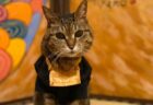 長年、見習いだった猫がいよいよ住職に！？比叡山のふもとにある寺院型テーマパーク『猫猫寺』で暮らすキジトラ猫の魅力に迫る