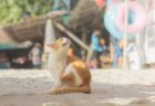 タイの猫島「ピピ島」の魅力とは？旅をしながらシャッターを切り続ける日本人にインタビュー、現地で見た光景を写真で振り返る