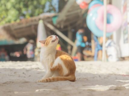 タイの猫島「ピピ島」の魅力とは？旅をしながらシャッターを切り続ける日本人にインタビュー、現地で見た光景を写真で振り返る
