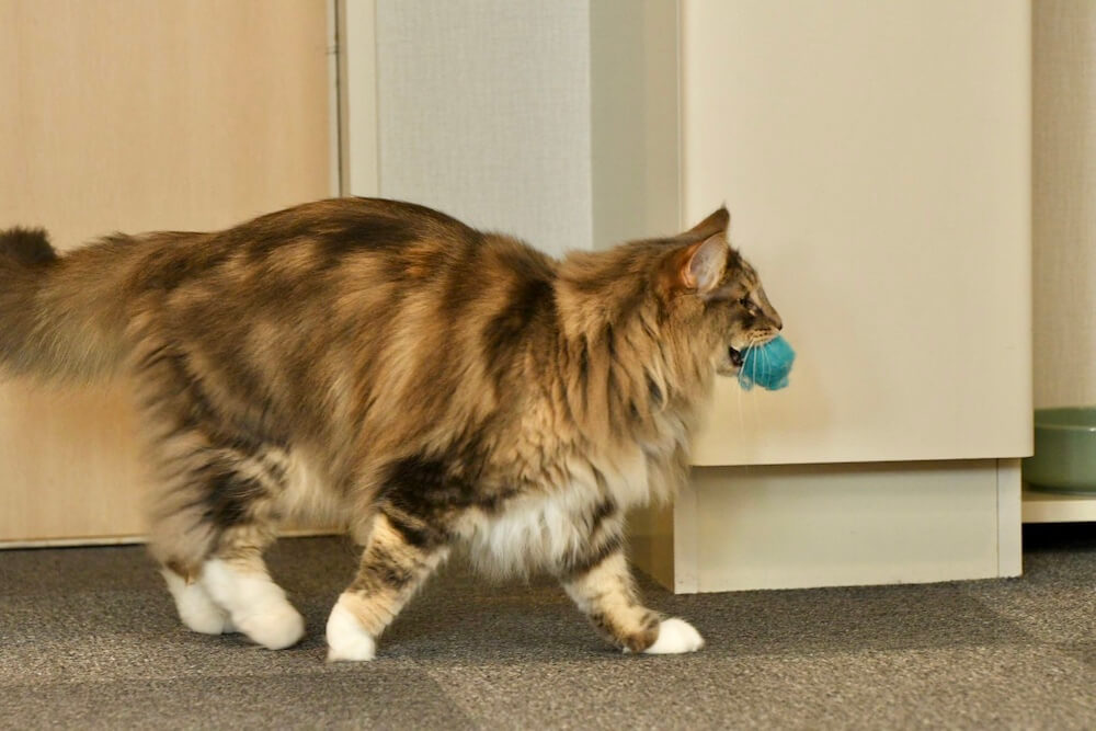 ボールを口に咥えてある猫のイメージ写真