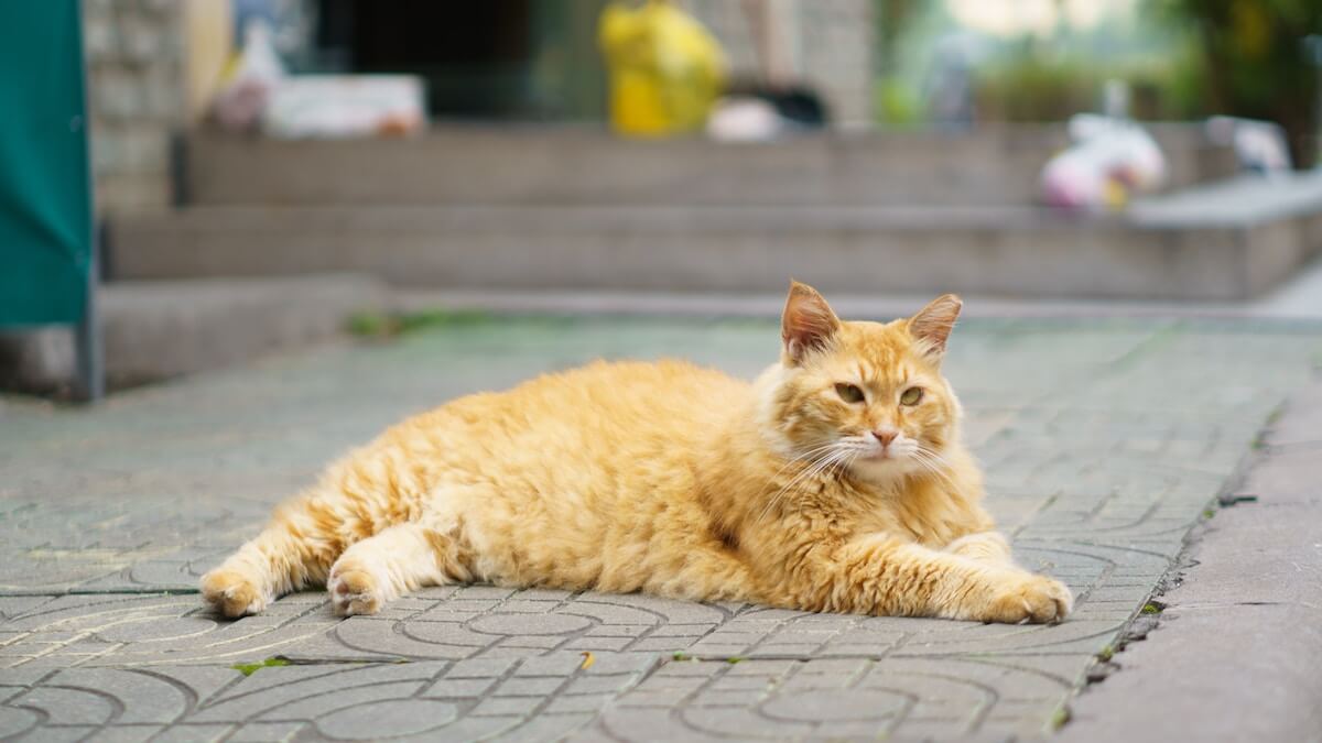 横座りをする猫のイメージ写真
