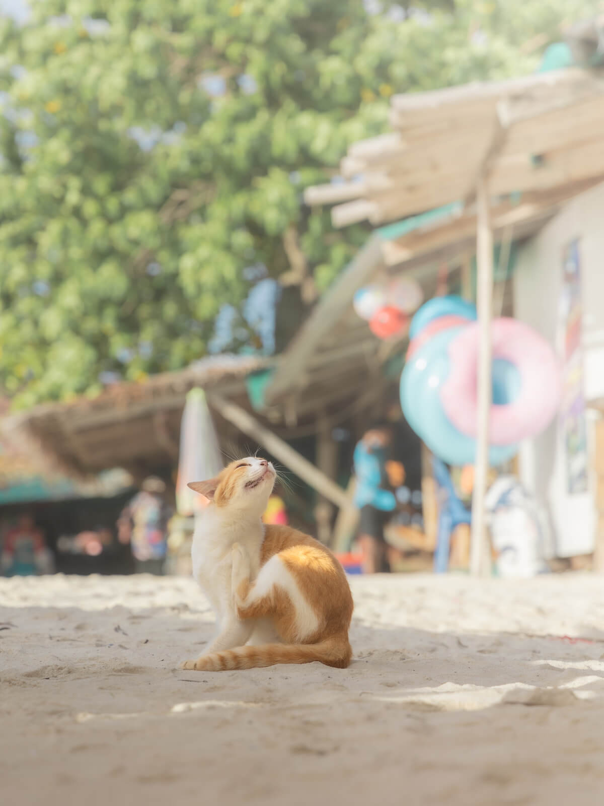 タイの猫島ピピ島、ピピ・ドーン島のビーチで座る猫