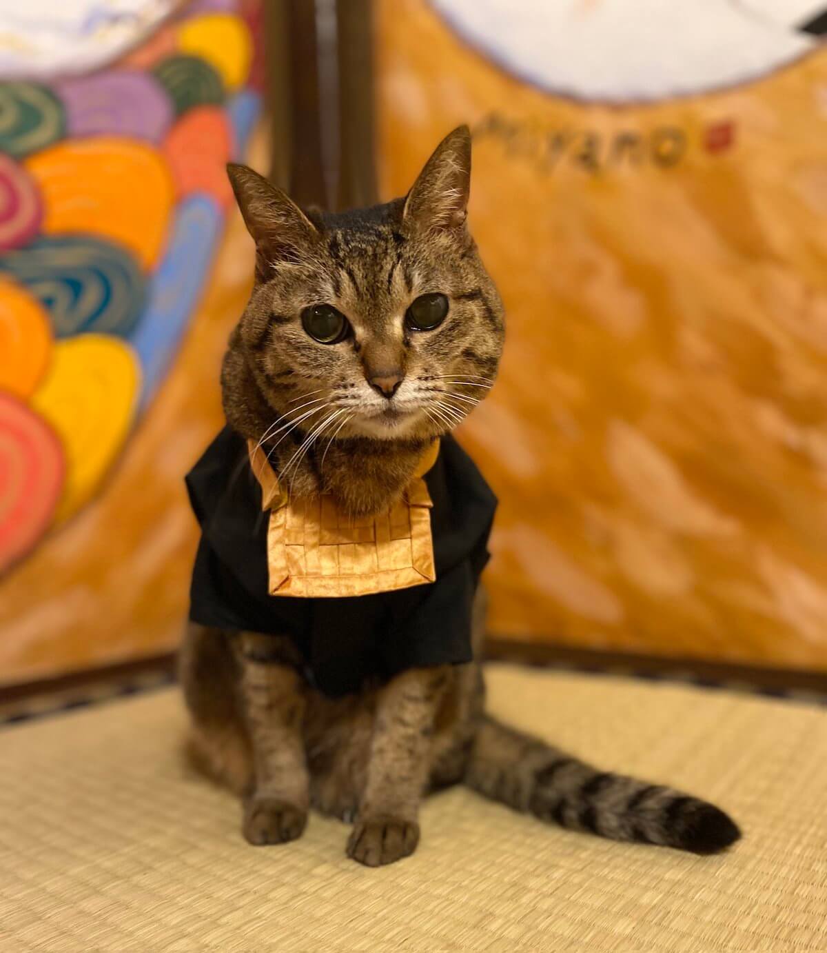 法衣と袈裟を着て猫住職のような格好をしたキジトラ猫