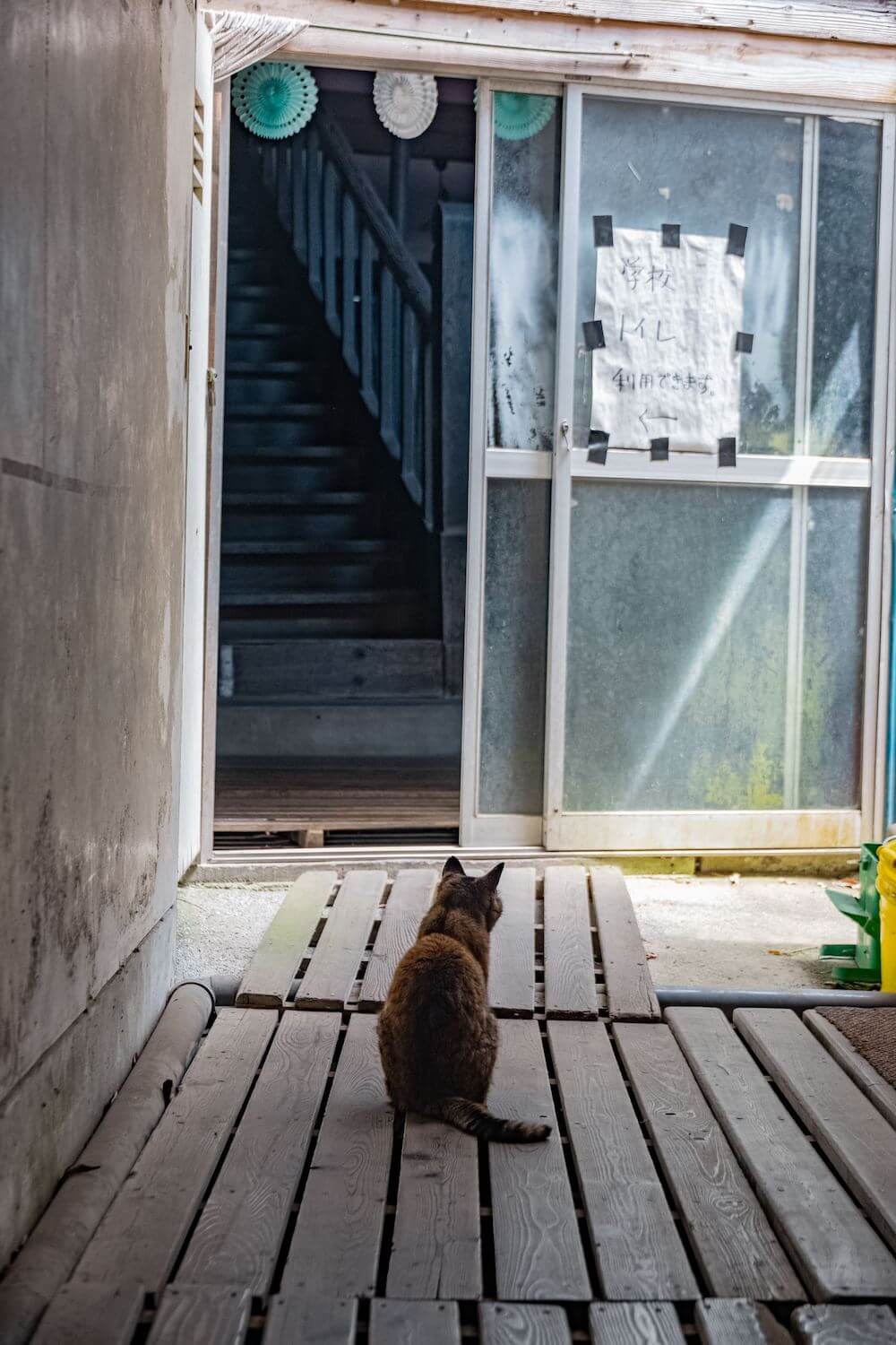 廃校となった旧木沢小学校の校内で暮らす猫