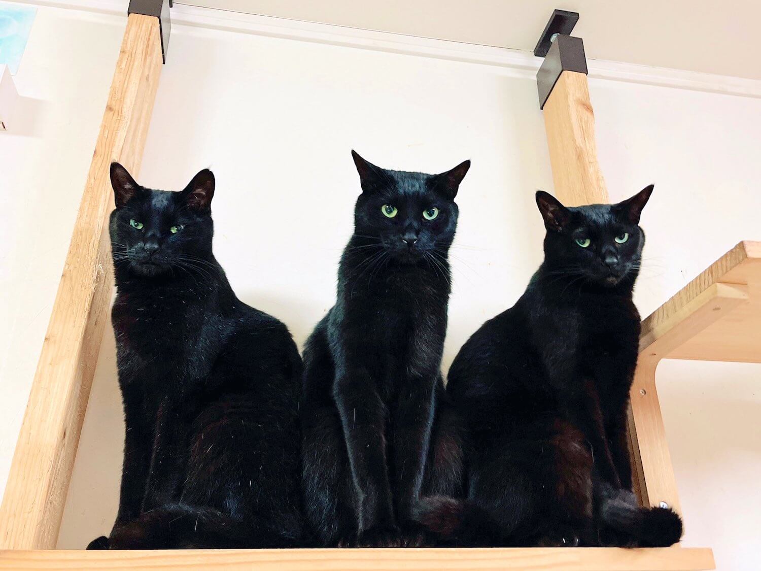 ケルベロスのように見える3匹の黒猫が並んだ「ニャルベロス」