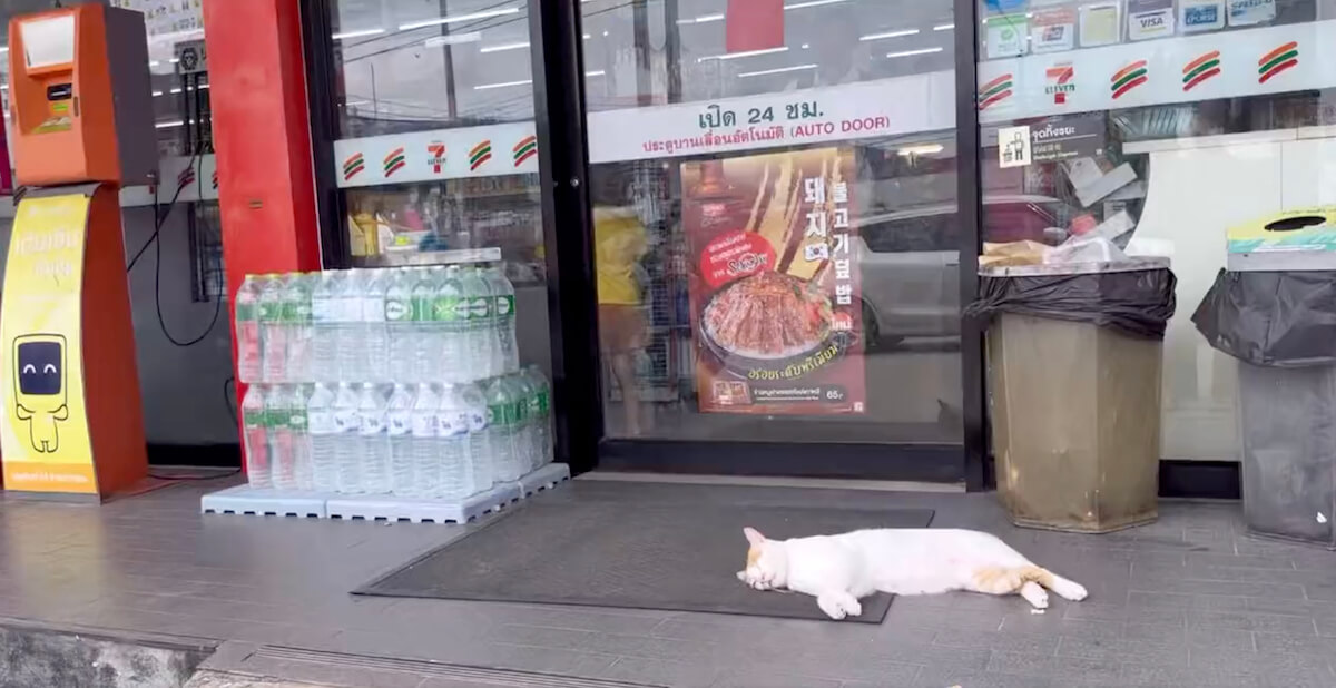 タイのセブンイレブンの入口前に落ちていた猫