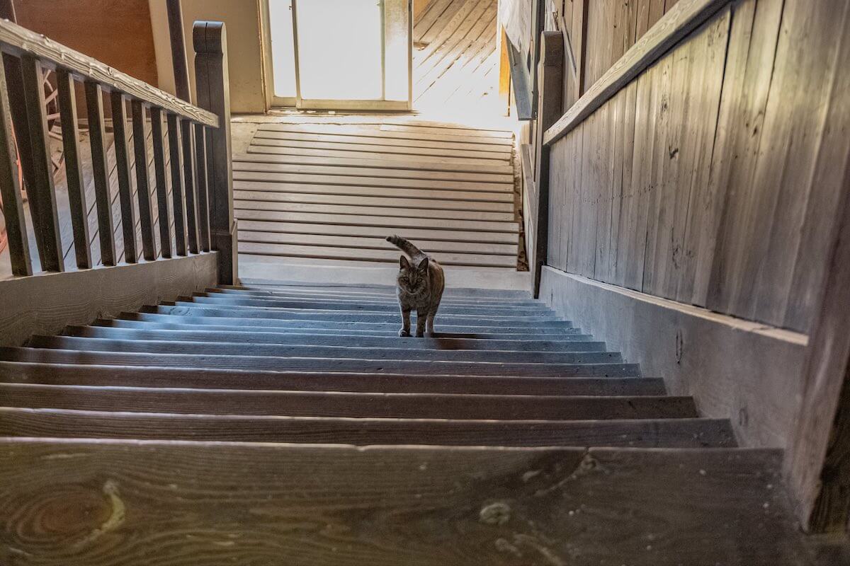 廃校（木沢小学校）の木造階段をのぼる猫