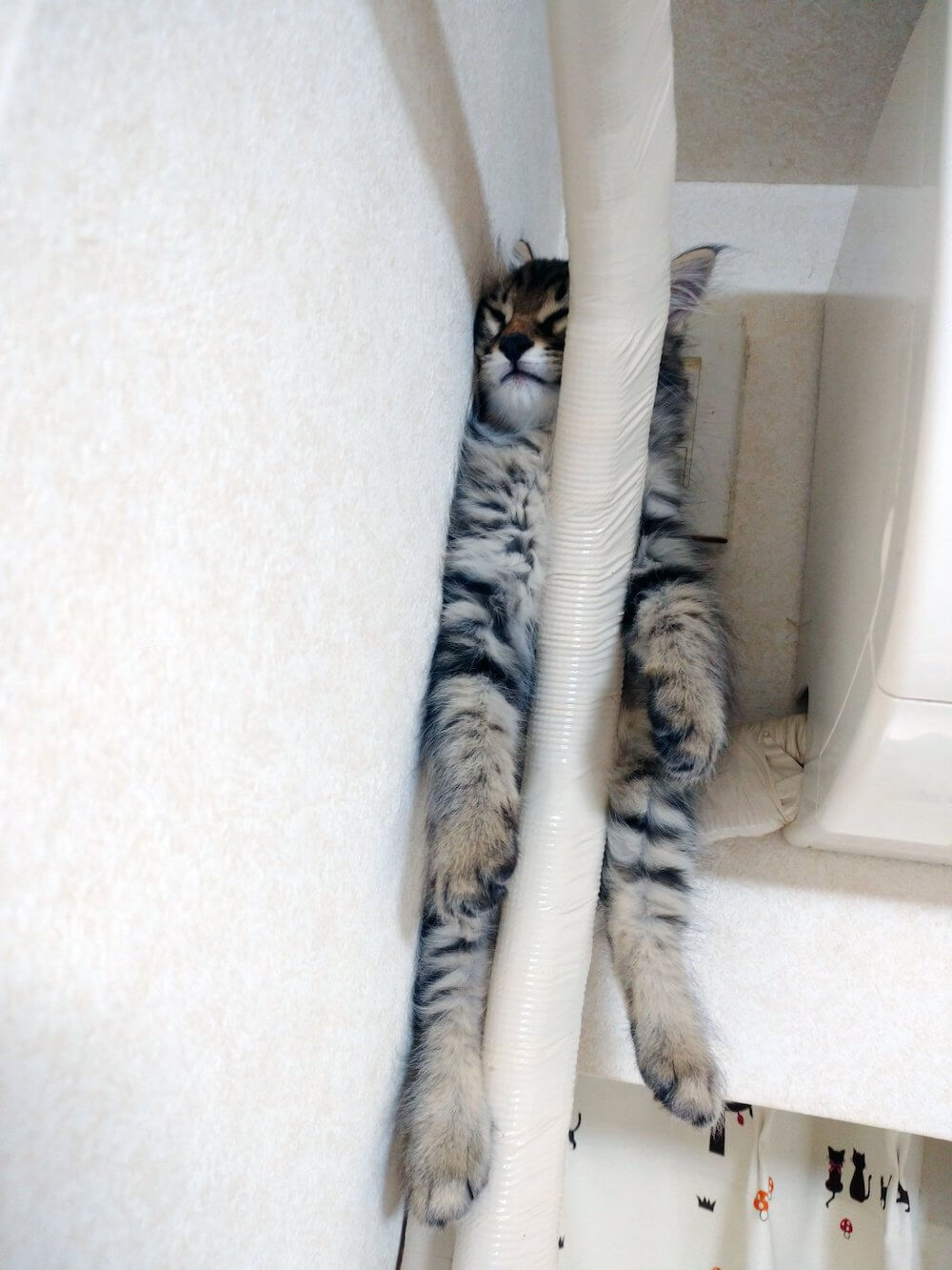 エアコンの配管の上に座ったまま寝ている猫の写真