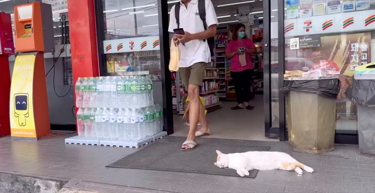 タイのコンビニ前で寝ている猫と、その横を通り過ぎる客
