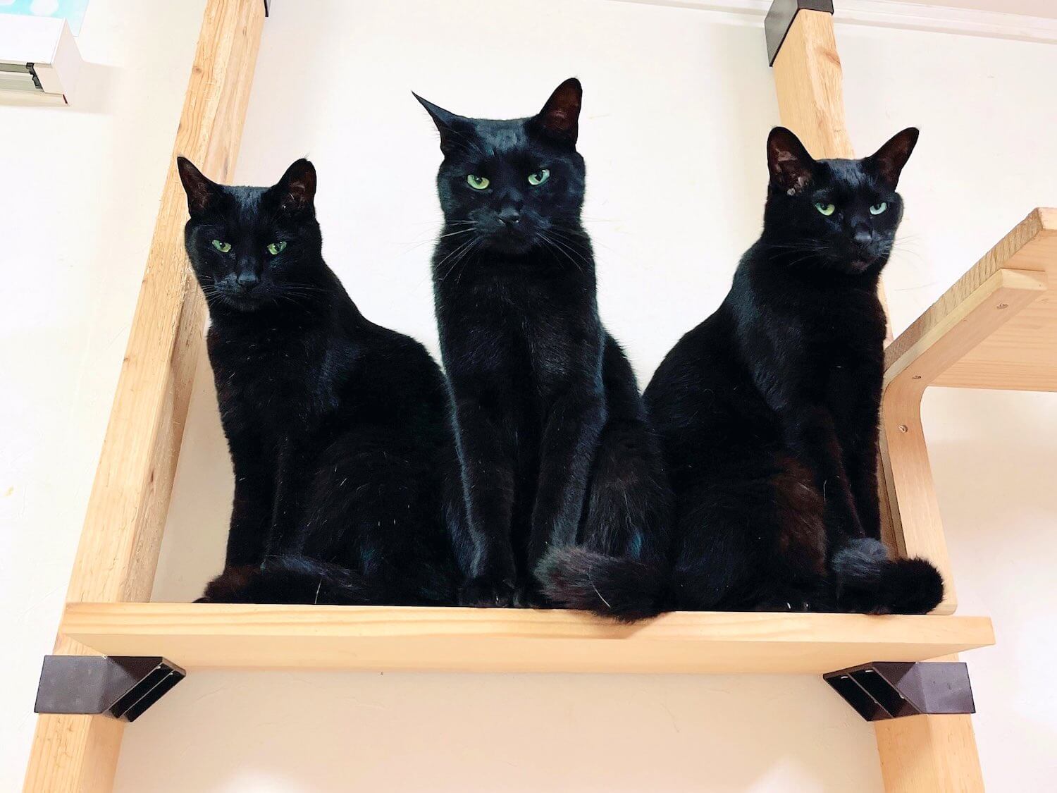 ひとつの胴体から3つの顔が出ているように見える黒猫「ニャルベロス」