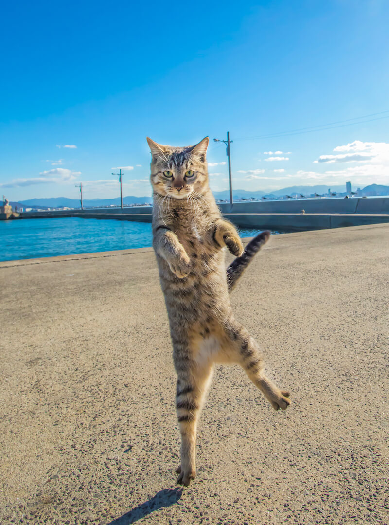 片足で立つ猫を捉えた写真「片足立ち猫」 by 山本正義