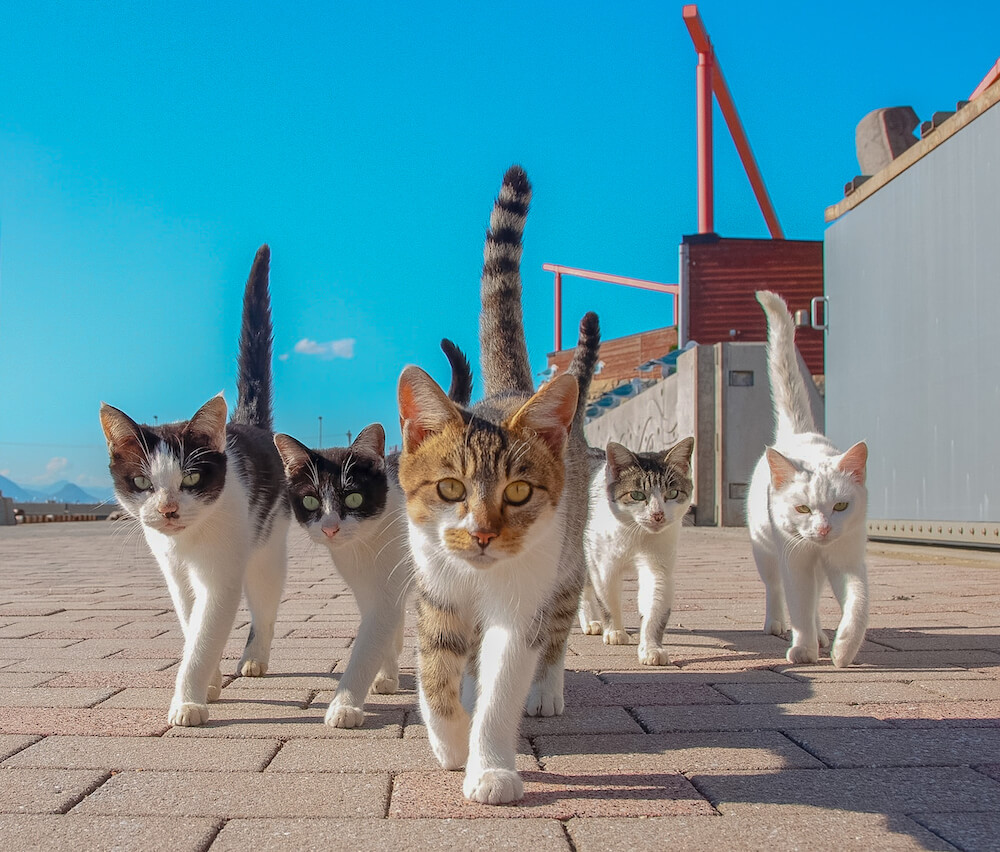 集団で迫りくる猫たちを捉えた写真「ずんずんずん」by 山本正義
