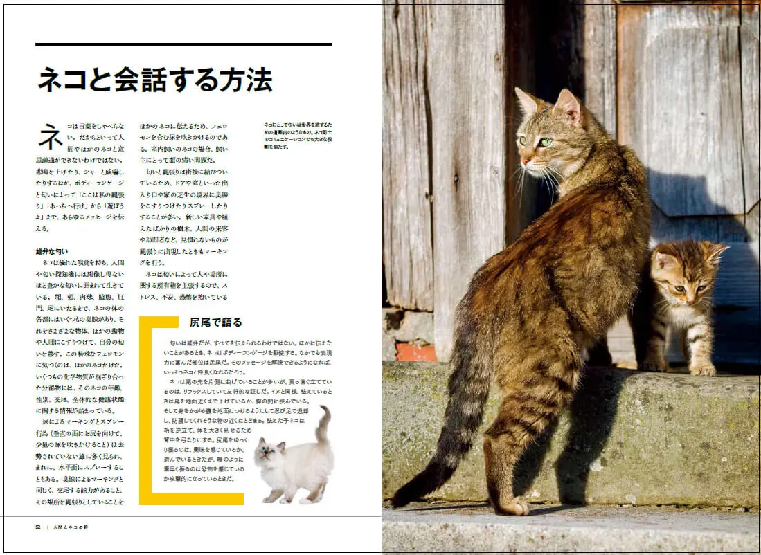 ネコはいったい何者なのか？ネコの進化史をたどりながら、特異な能力を
