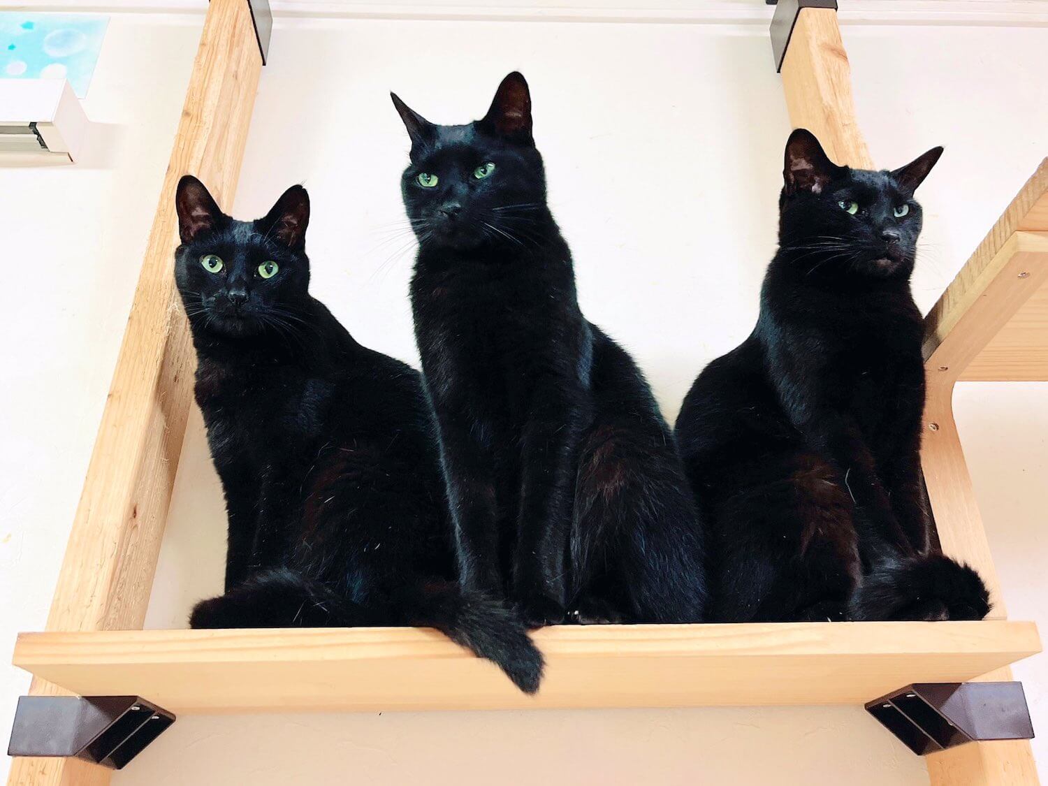 黒猫3兄弟の「おれしっぽ、キキ、ララ」