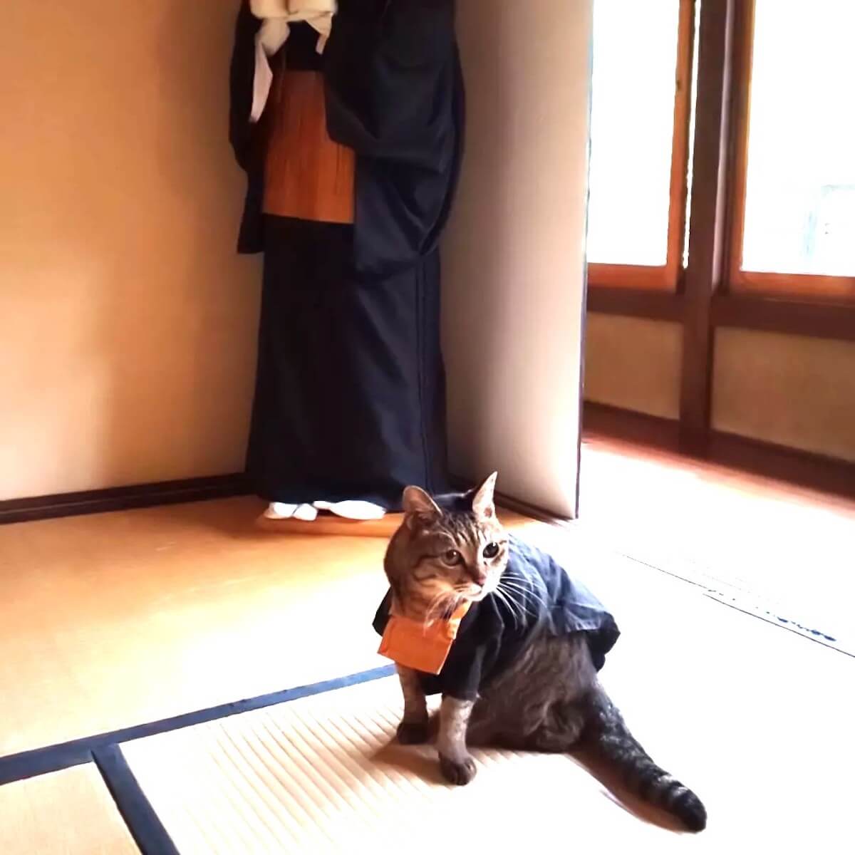 法衣と袈裟を着て住職のような格好のキジトラ猫・小夏ちゃん