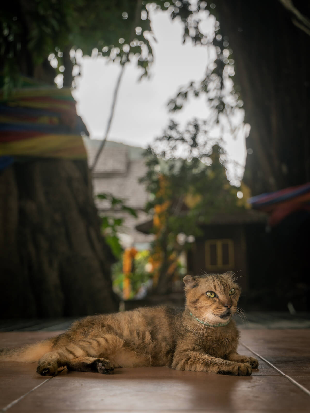 タイの猫島、ピピ・ドーン島には屋外に首輪をしている猫も