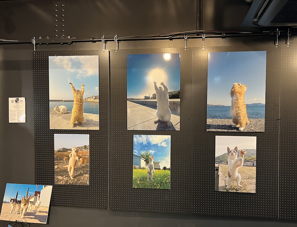 山本正義さんの猫写真展の開催風景