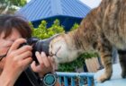 カメラレンズに猫の頭がすっぽり！世界一周旅行中の写真家がモルディブで猫に遭遇→スリスリする姿が面白すぎると話題に