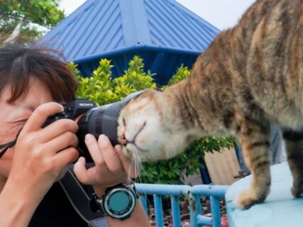 カメラレンズに猫の頭がすっぽり！世界一周旅行中の写真家がモルディブで猫に遭遇→スリスリする姿が面白すぎると話題に