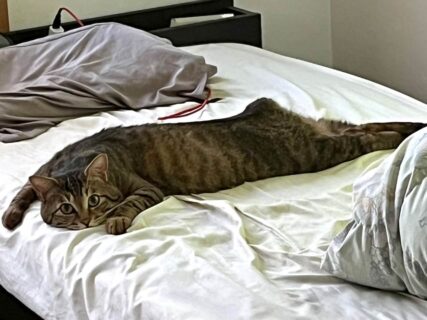 ベッドのお布団を直そうとしたら…猫さんが「絶対にどかない」固い意志を表明→即座に理解した飼い主さんは撤退を強いられる