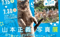 「立ち猫」と記念撮影できるフォトスポットも出現！ねこ写真家・山本正義さんの写真展が7/15より開催→週替りで異なる作品を楽しめるニャ