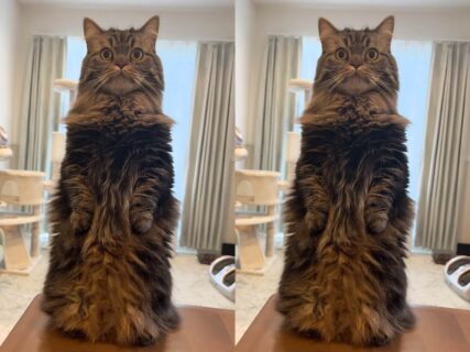 【直立不動の猫】不審な音に驚いて立ち上がったマンチカンのアーサー君、手足が見えなくて猫の置物みたいになってしまう