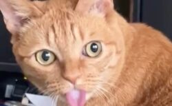 【まるでアインシュタイン】舌を出したまま振り向く猫の顔が衝撃的！飼い主さんが撮影した動画に「爆笑」「想像以上に出てた」と大反響